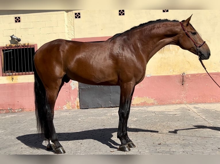 PRE Mix Stallion 5 years 16,1 hh Brown in Martfeld