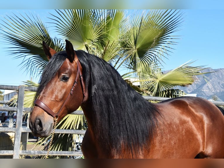 PRE Stallion 5 years 16,1 hh Brown in Provinz Malaga