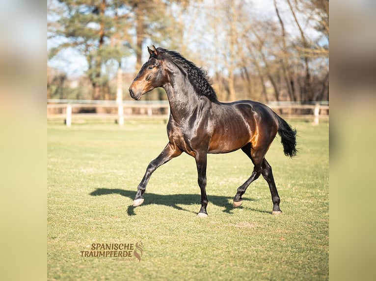 PRE Stallion 5 years 16,1 hh Brown in Traventhal