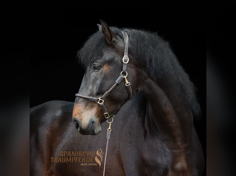 PRE Stallion 5 years 16,1 hh Brown in Traventhal