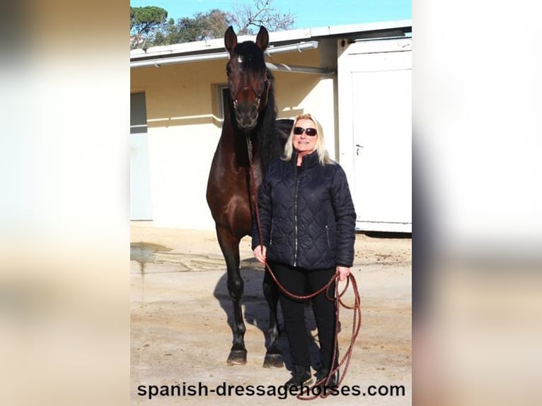 PRE Mix Stallion 5 years 16,1 hh Brown in Barcelona