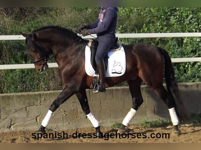 PRE Mix Stallion 5 years 16,1 hh Brown in Barcelona