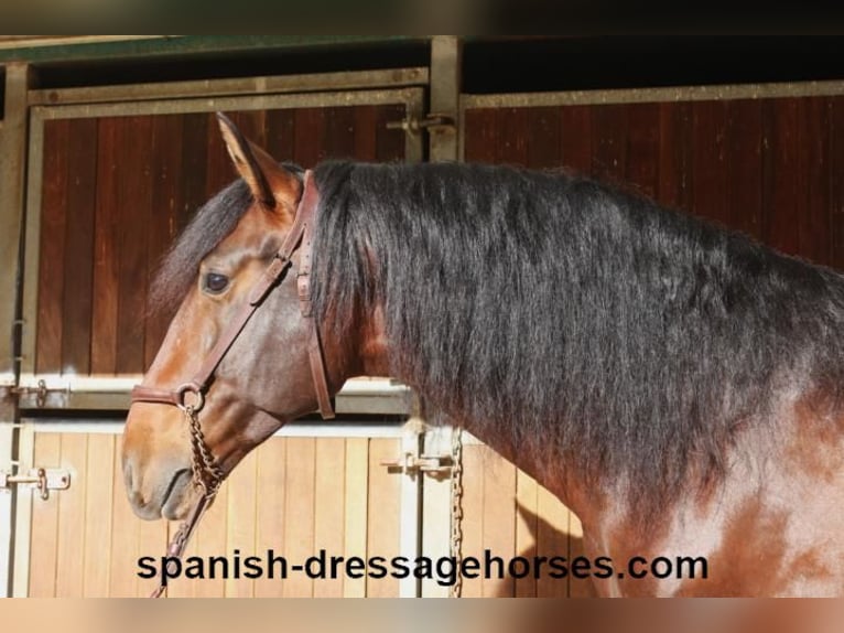 PRE Mix Stallion 5 years 16,1 hh Brown in Barcelona