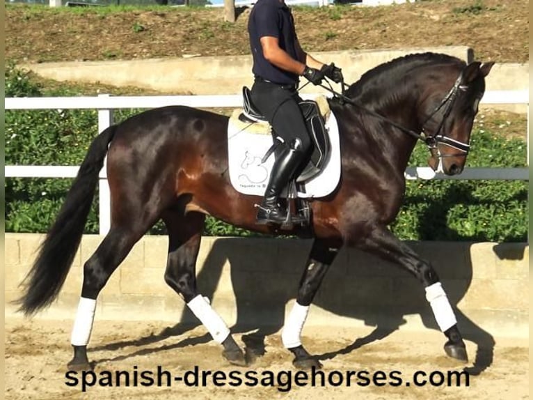 PRE Mix Stallion 5 years 16,1 hh Brown in Barcelona