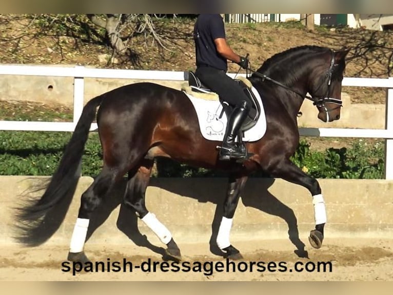 PRE Mix Stallion 5 years 16,1 hh Brown in Barcelona