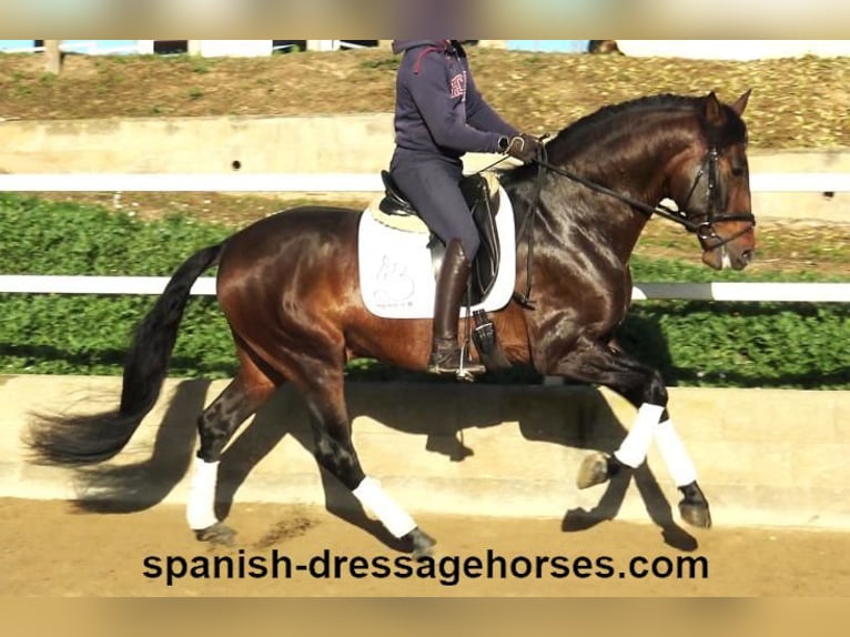 PRE Mix Stallion 5 years 16,1 hh Brown in Barcelona