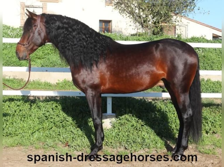 PRE Mix Stallion 5 years 16,1 hh Brown in Barcelona