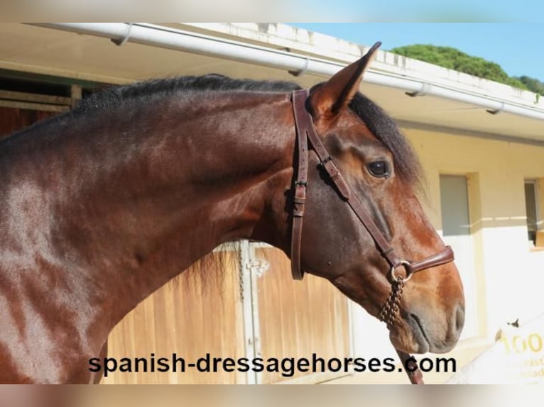 PRE Mix Stallion 5 years 16,1 hh Brown in Barcelona