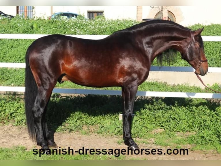 PRE Mix Stallion 5 years 16,1 hh Brown in Barcelona