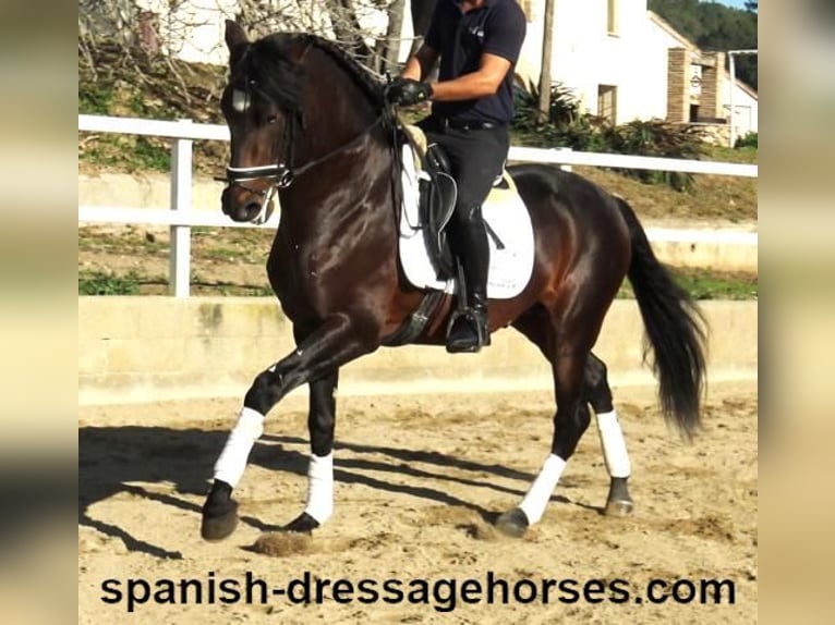 PRE Mix Stallion 5 years 16,1 hh Brown in Barcelona