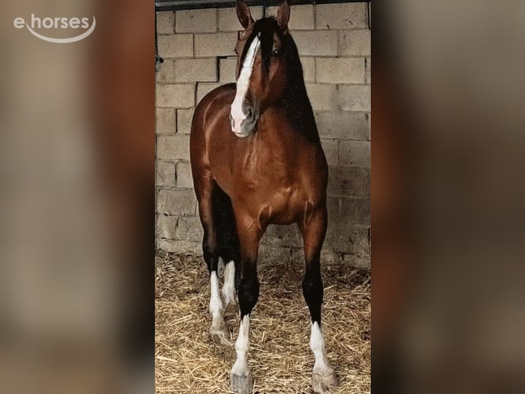 PRE Stallion 5 years 16.1 hh Brown in Sevilla