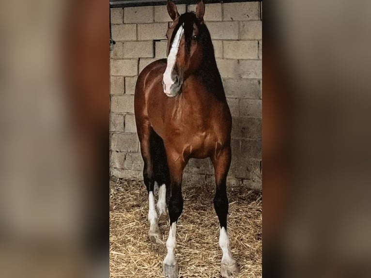 PRE Stallion 5 years 16.1 hh Brown in Sevilz