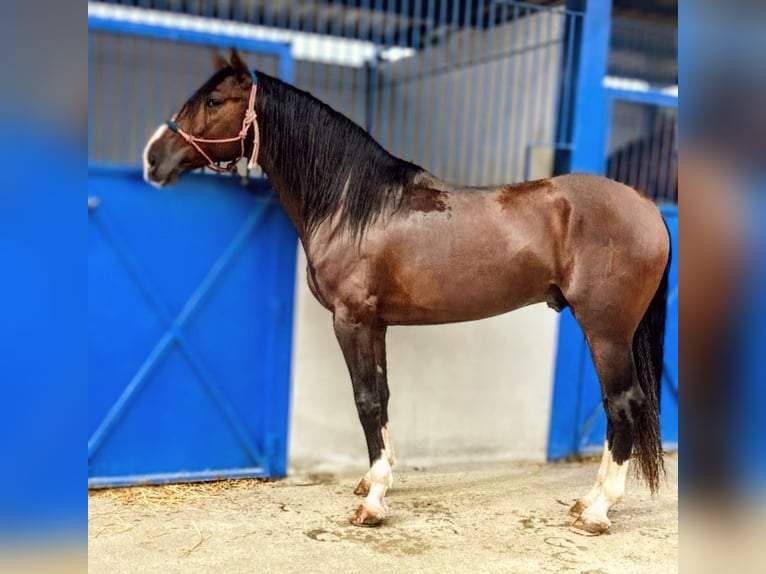 PRE Stallion 5 years 16.1 hh Brown in Sevilz