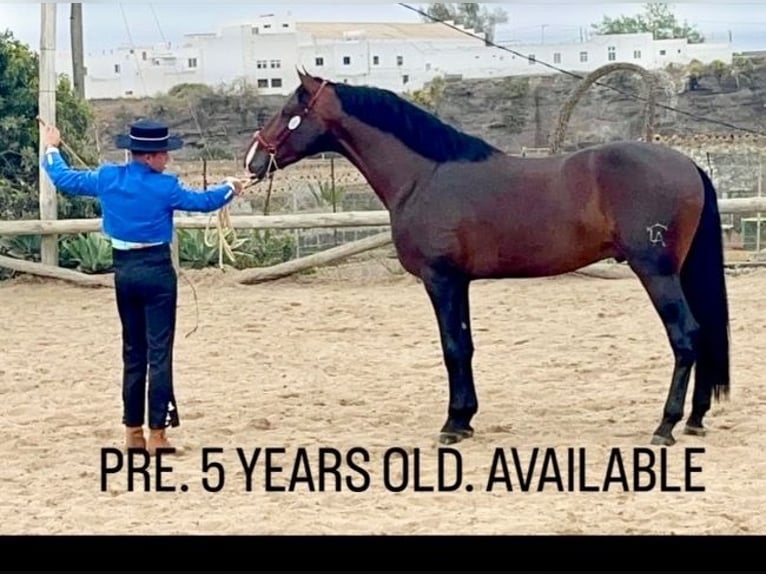 PRE Stallion 5 years 16.1 hh Brown in Galaroza (Huelva)
