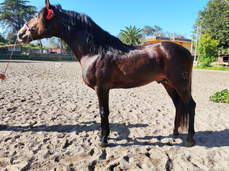 PRE Stallion 5 years 16.1 hh Brown in Galaroza (Huelva)