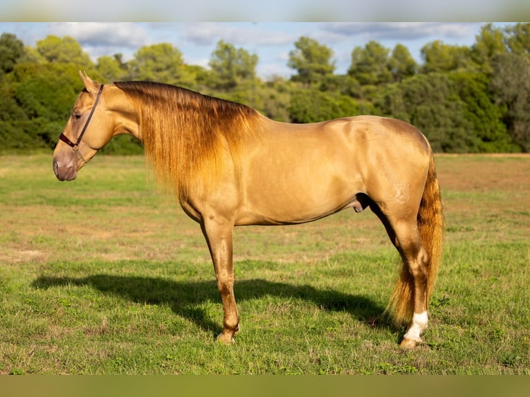 PRE Stallion 5 years 16,1 hh Champagne in Vilanova y la Geltru