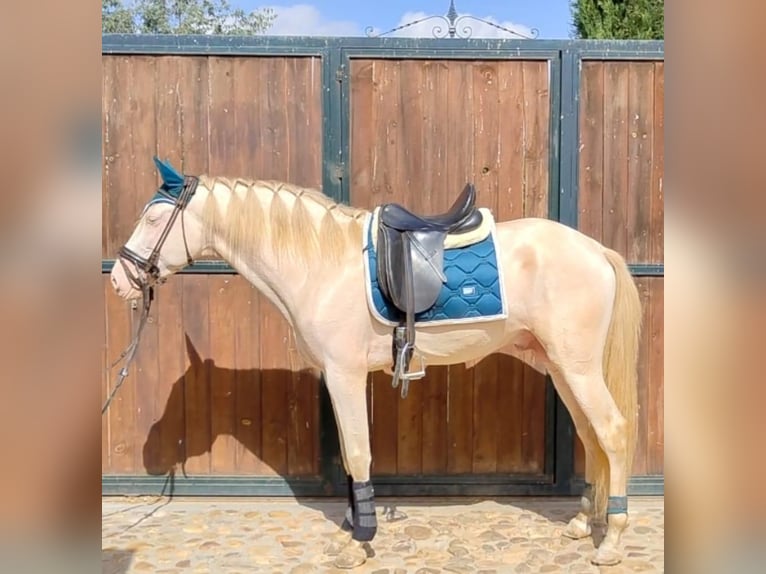 PRE Stallion 5 years 16,1 hh Chestnut-Red in Yunquera De Henares