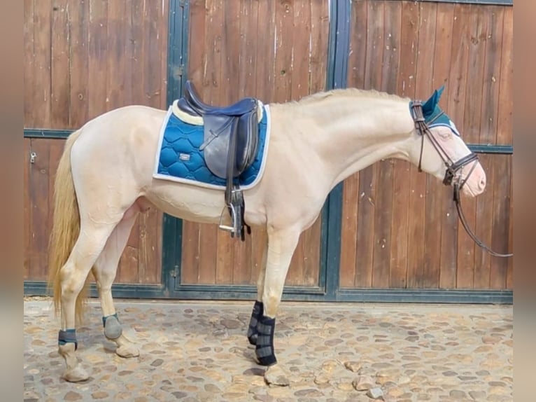 PRE Stallion 5 years 16,1 hh Chestnut-Red in Yunquera De Henares