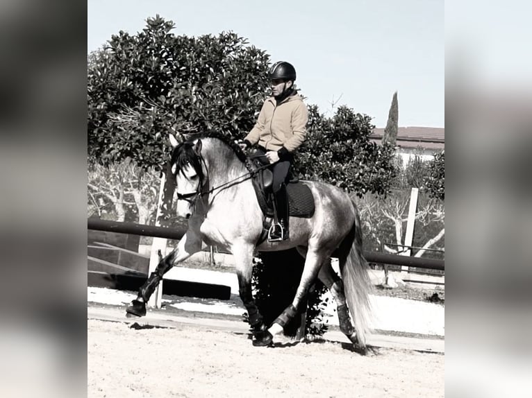 PRE Mix Stallion 5 years 16,1 hh in Sanlucar De Barrameda