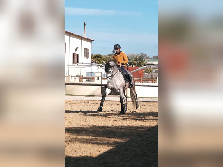 PRE Mix Stallion 5 years 16,1 hh in Sanlucar De Barrameda