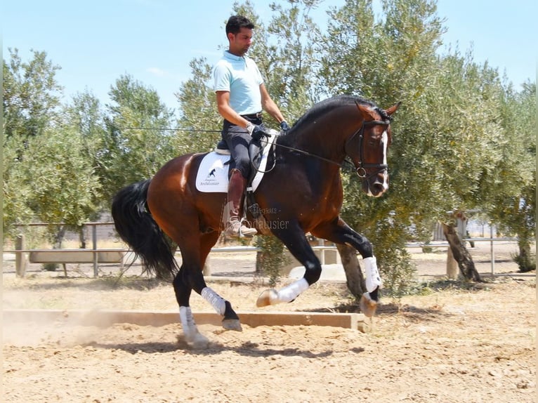 PRE Stallion 5 years 16,1 hh in Provinz Granada