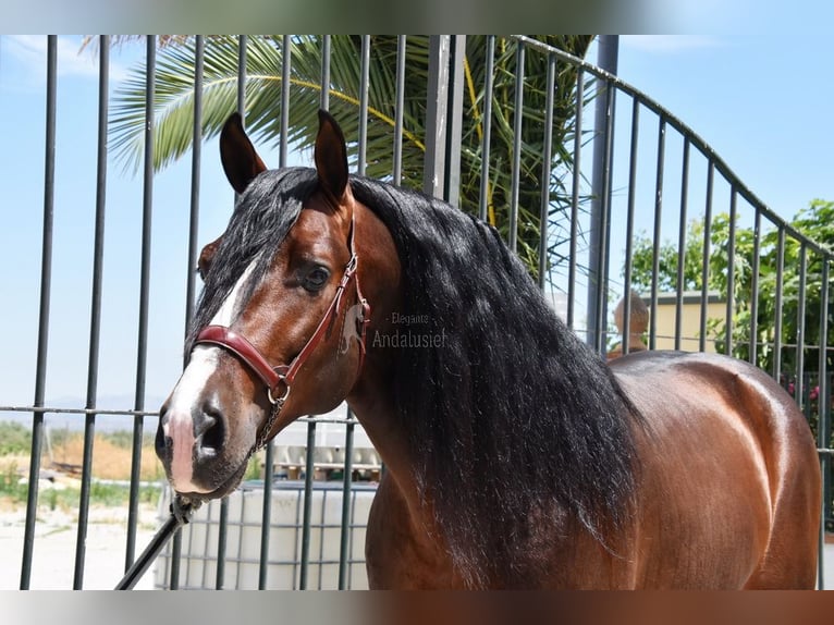 PRE Stallion 5 years 16,1 hh in Provinz Granada