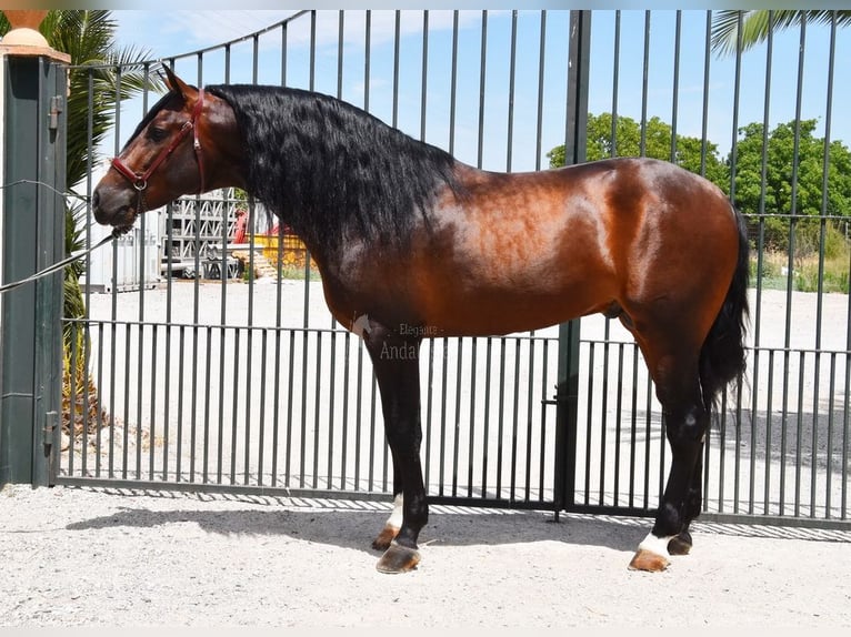 PRE Stallion 5 years 16,1 hh in Provinz Granada