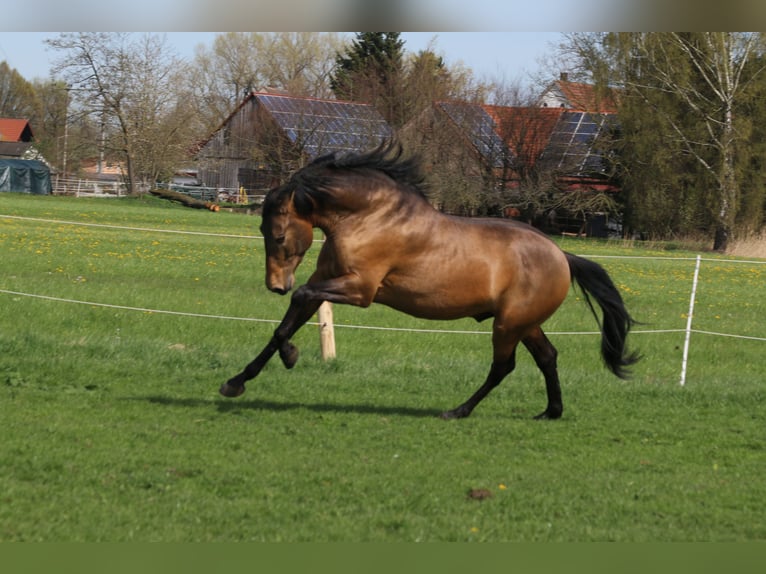 PRE Mix Stallion 5 years 16,1 hh Dun in Bibertal