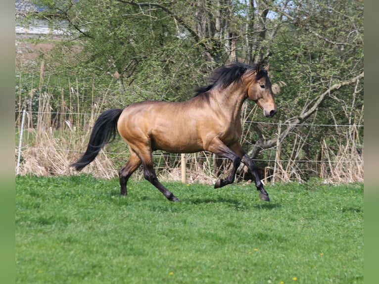 PRE Mix Stallion 5 years 16,1 hh Dun in Bibertal