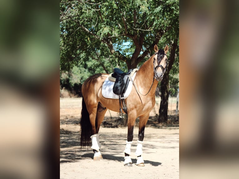 PRE Mix Stallion 5 years 16,1 hh Dun in Merida