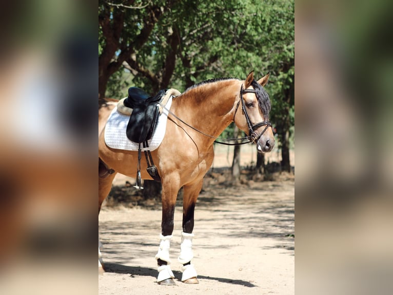 PRE Mix Stallion 5 years 16,1 hh Dun in Merida