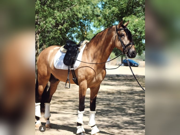 PRE Mix Stallion 5 years 16,1 hh Dun in Merida