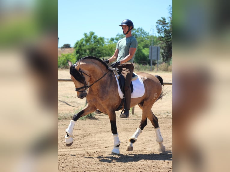 PRE Mix Stallion 5 years 16,1 hh Dun in Merida