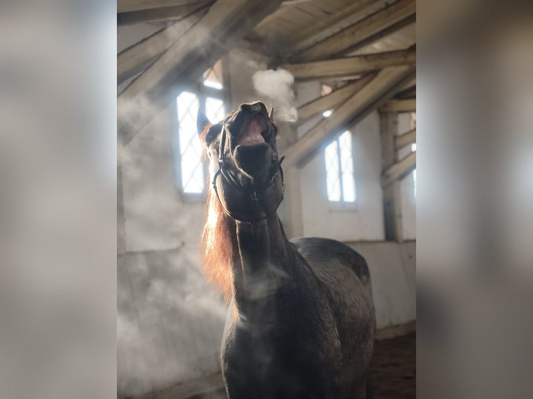 PRE Stallion 5 years 16,1 hh Dun in Traventhal