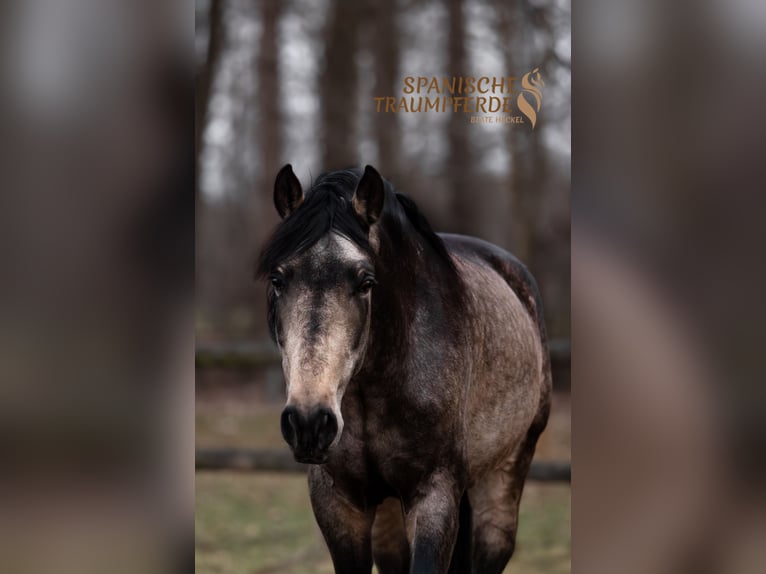 PRE Stallion 5 years 16.1 hh Dun in Traventhal