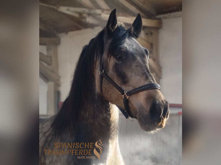 PRE Stallion 5 years 16,1 hh Dun in Traventhal