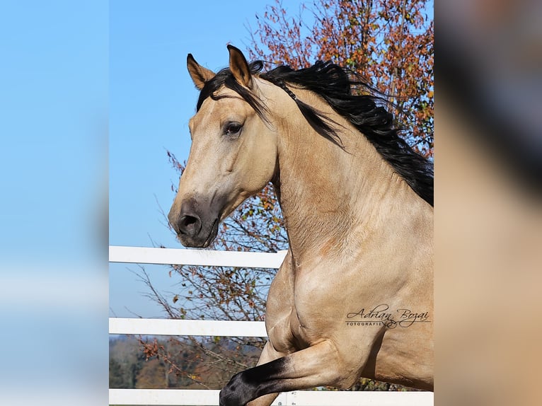 PRE Stallion 5 years 16,1 hh Dun in Sigmarszell