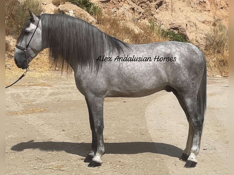 PRE Mix Stallion 5 years 16,1 hh Gray in Sevilla