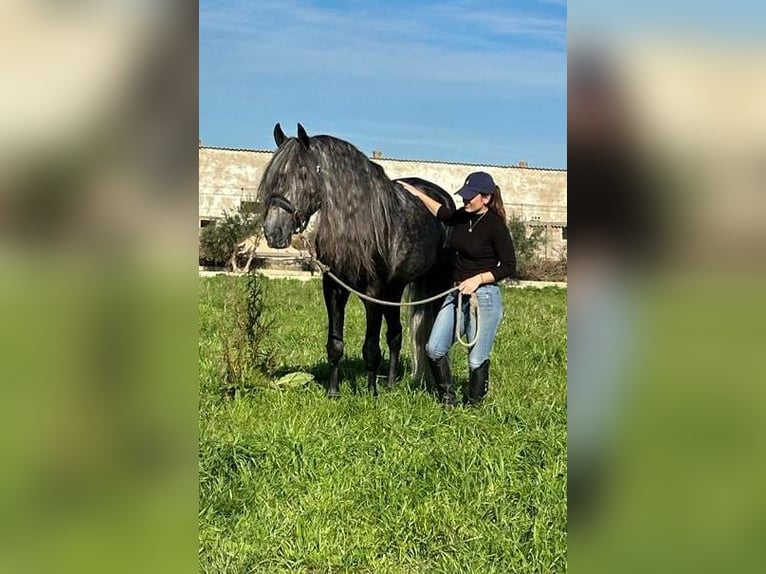 PRE Stallion 5 years 16,1 hh Gray in Zaragoza