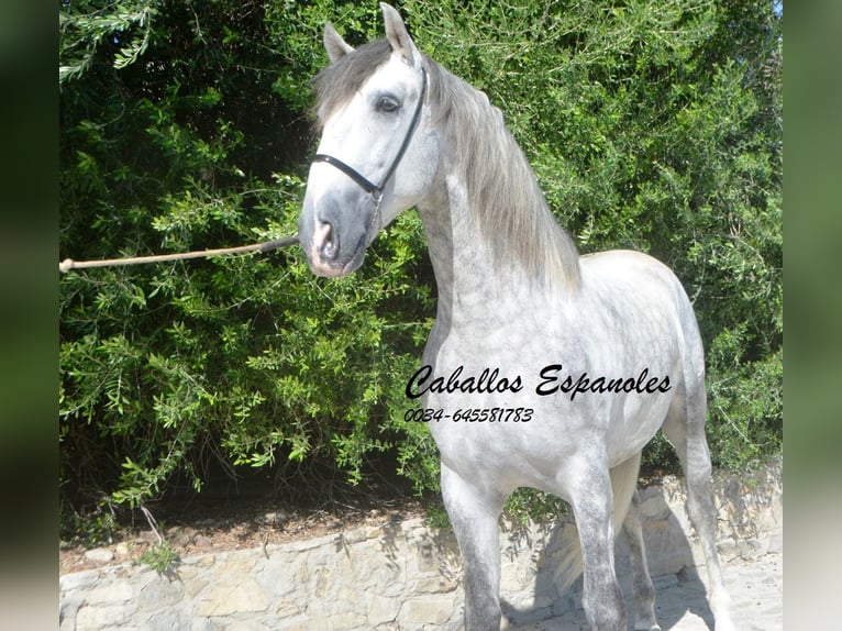 PRE Stallion 5 years 16,1 hh Gray-Dapple in Vejer de la Frontera