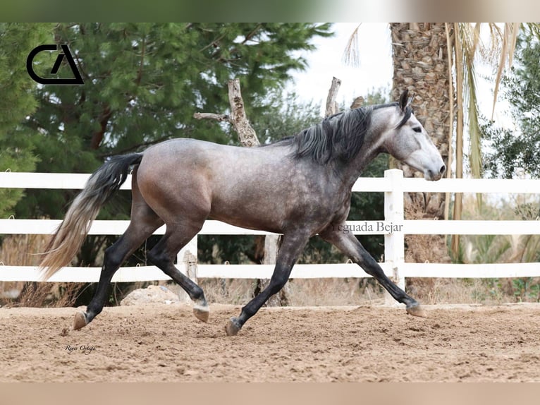 PRE Stallion 5 years 16,1 hh Gray-Dapple in Puerto Lumbreras