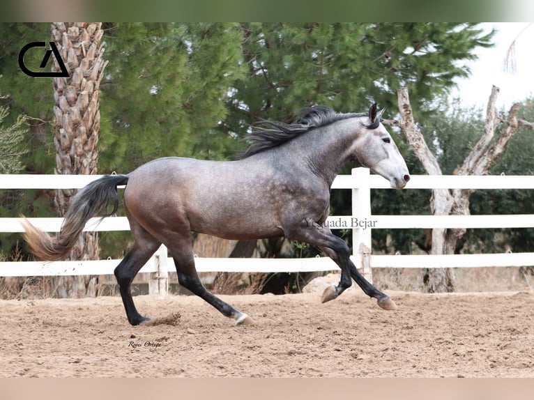 PRE Stallion 5 years 16,1 hh Gray-Dapple in Puerto Lumbreras