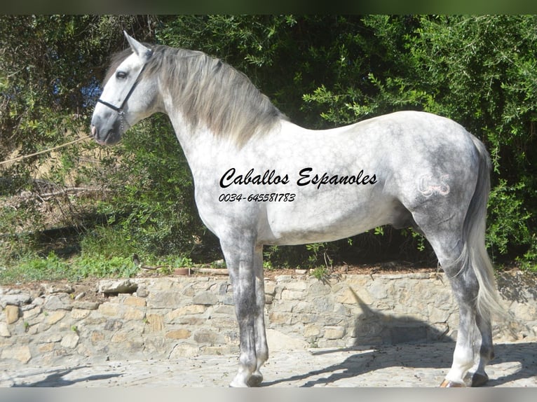 PRE Stallion 5 years 16,1 hh Gray-Dapple in Vejer de la Frontera