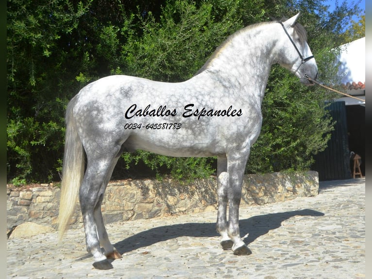 PRE Stallion 5 years 16,1 hh Gray-Dapple in Vejer de la Frontera