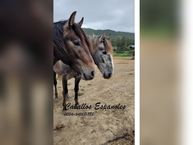 PRE Stallion 5 years 16,1 hh Gray-Dapple in Vejer de la Frontera