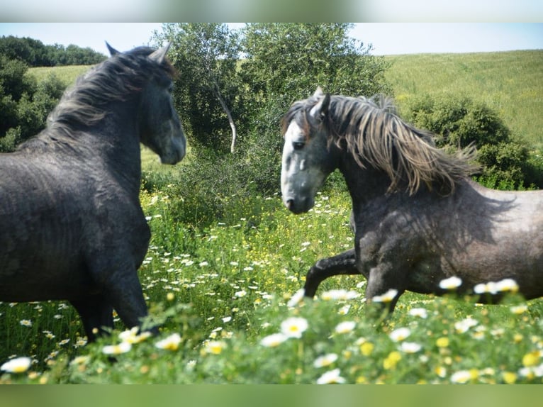 PRE Stallion 5 years 16,1 hh Gray-Dapple in Vejer de la Frontera