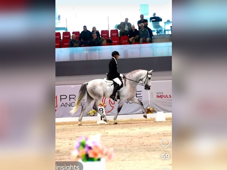 PRE Stallion 5 years 16,1 hh Gray-Dapple in Monroy