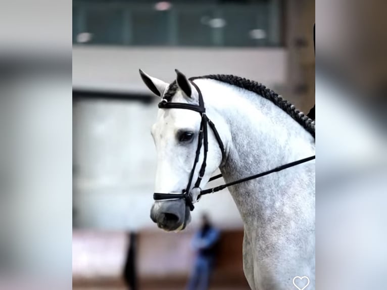 PRE Stallion 5 years 16,1 hh Gray-Dapple in Monroy