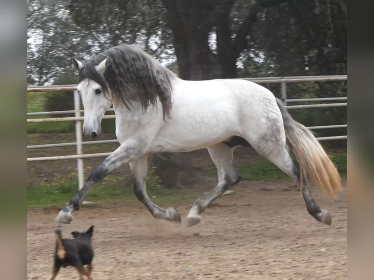 PRE Stallion 5 years 16,1 hh Gray-Dapple in El Real de la Jara, Sevilla