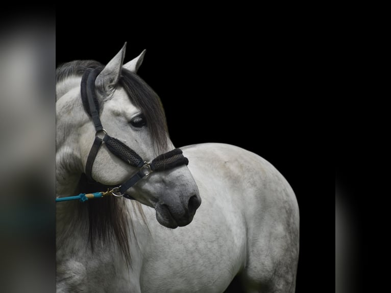 PRE Stallion 5 years 16,1 hh Gray-Dapple in El Real de la Jara, Sevilla